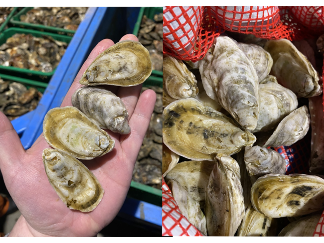 Sweet Peake Oyster - 25 count